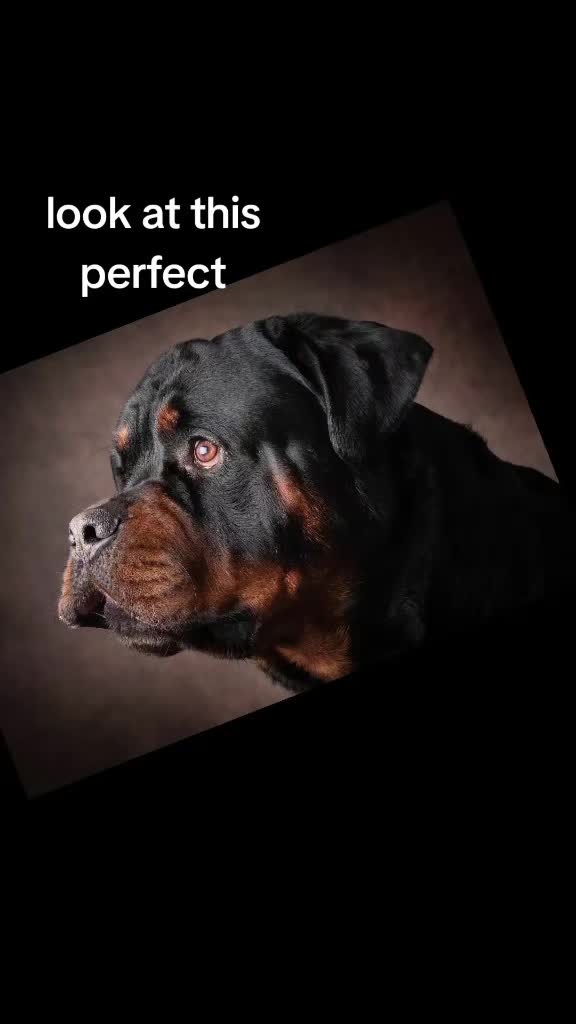 @Reggie the Rott