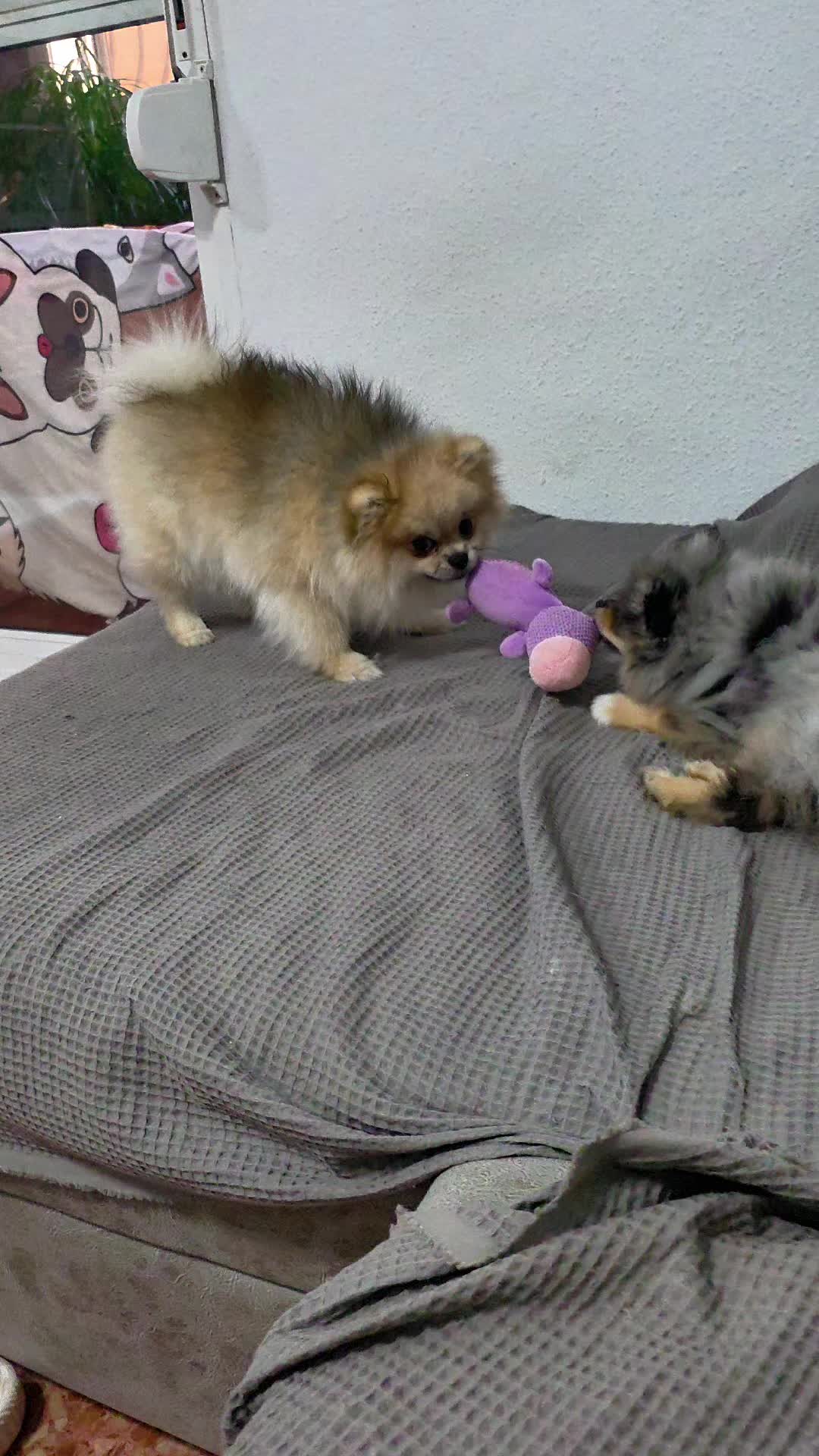 @baloo.the.pom