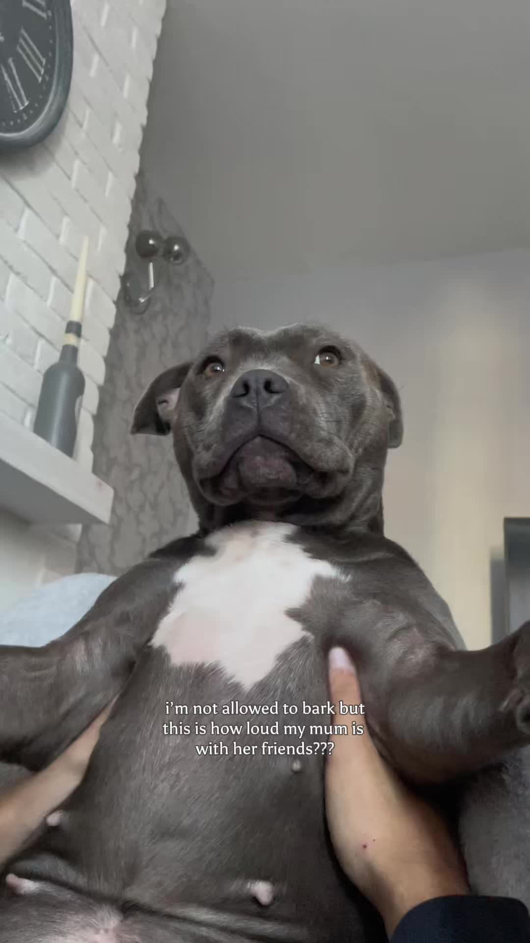 @Myla.thebluestaffy🤍
