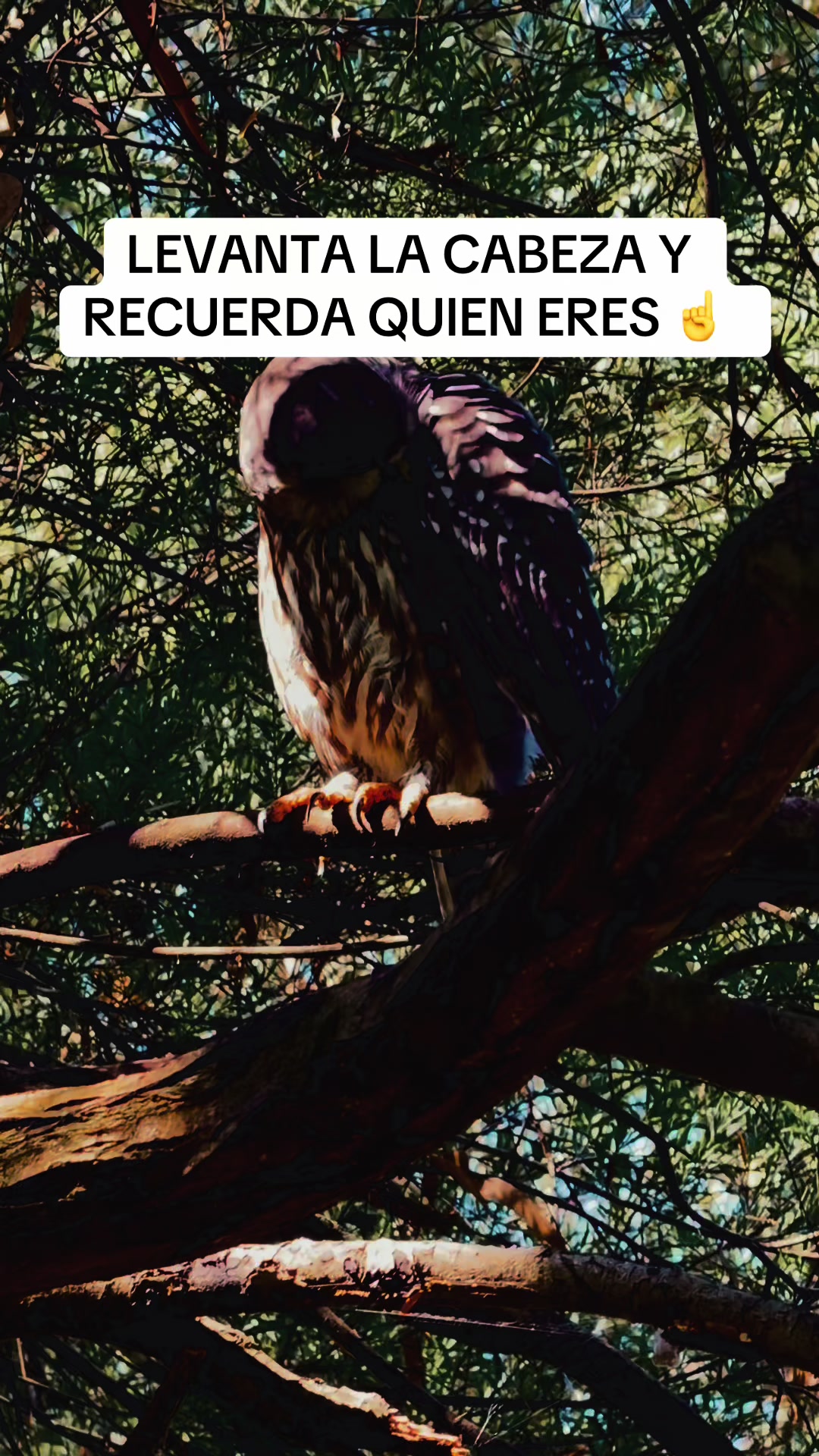 @Soy Inspiraci&oacute;n