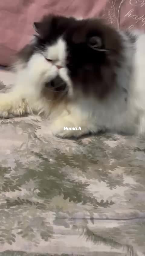 @_Humah_