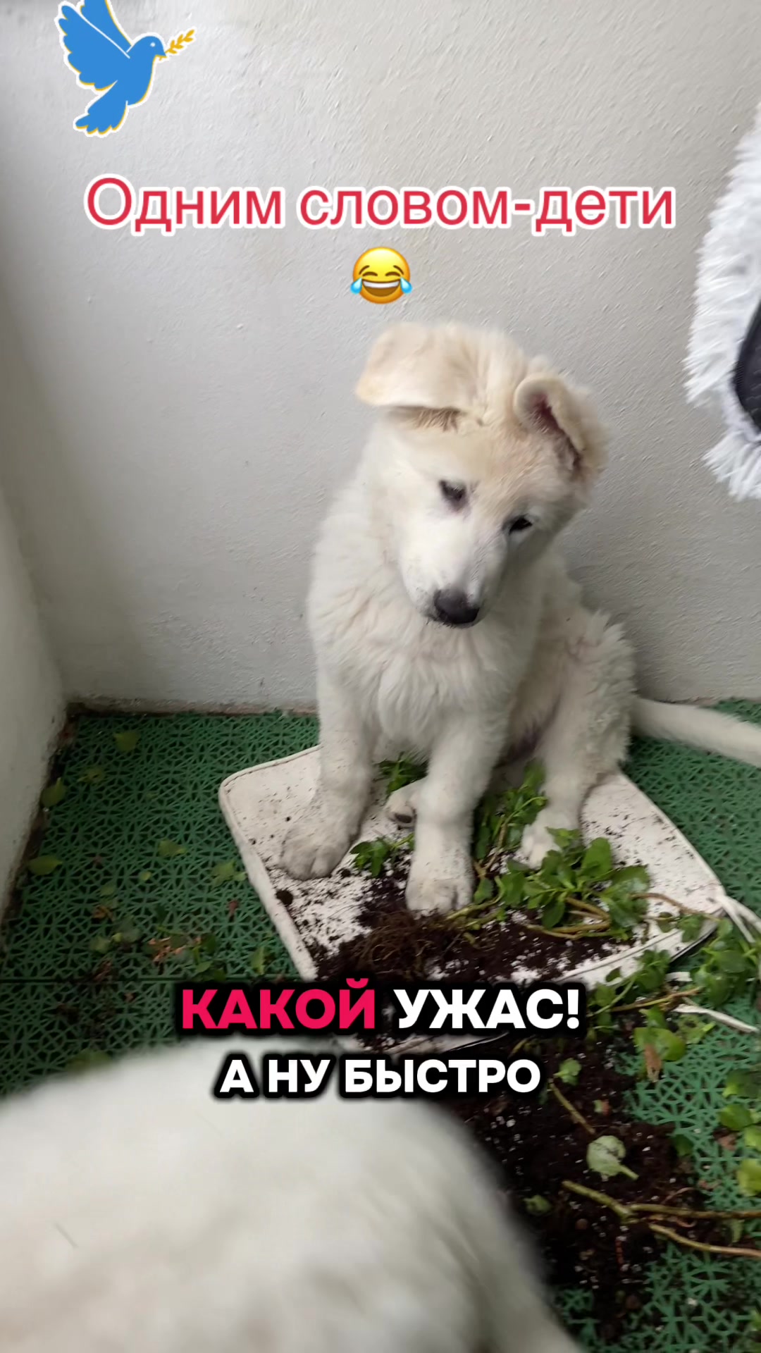 @white_ange_dog