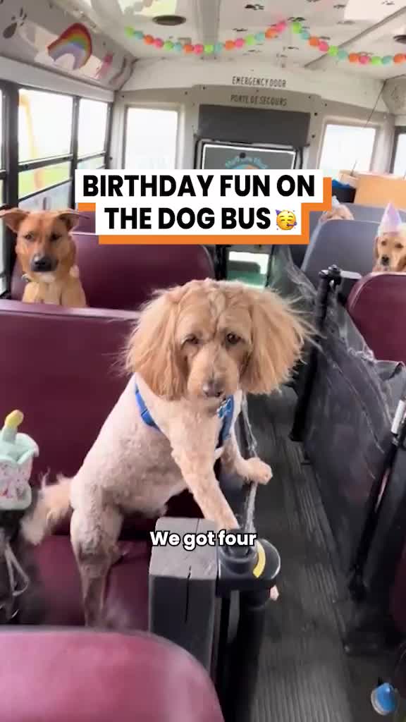 @Go Fetch