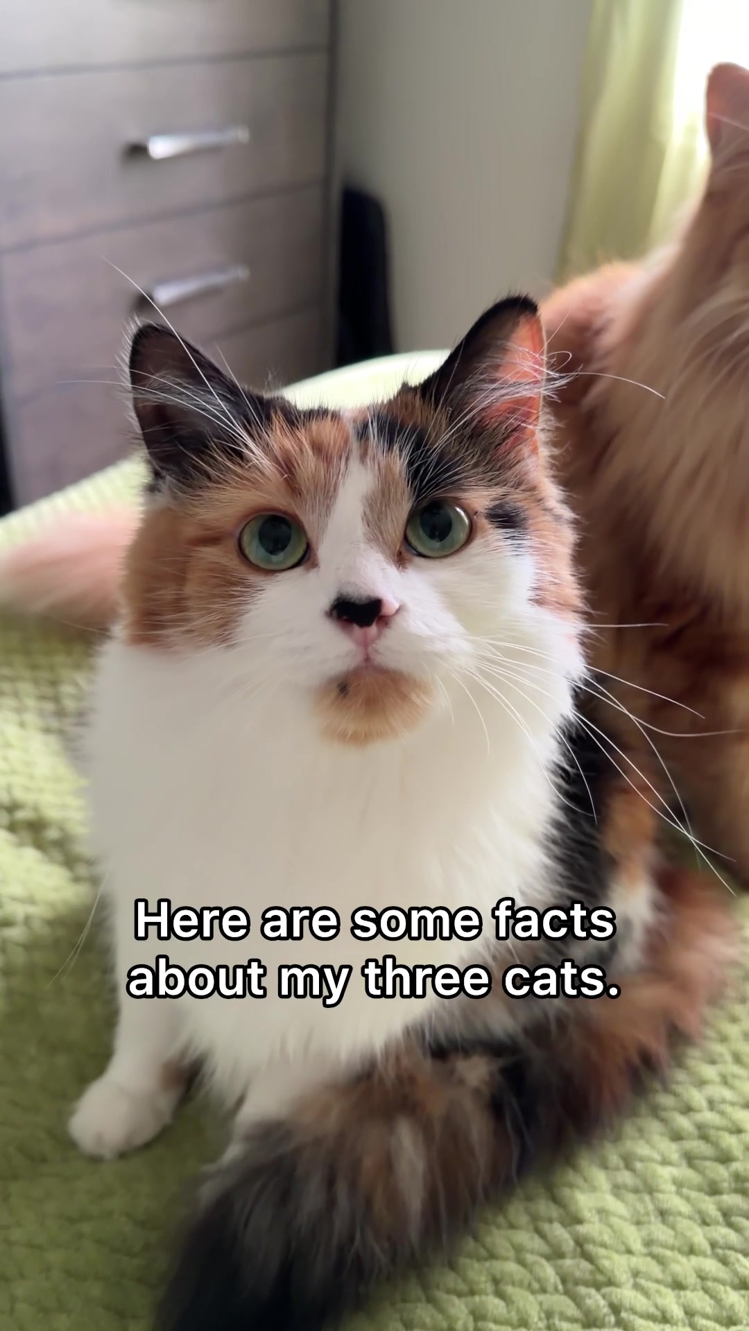 @The Oreo Cat