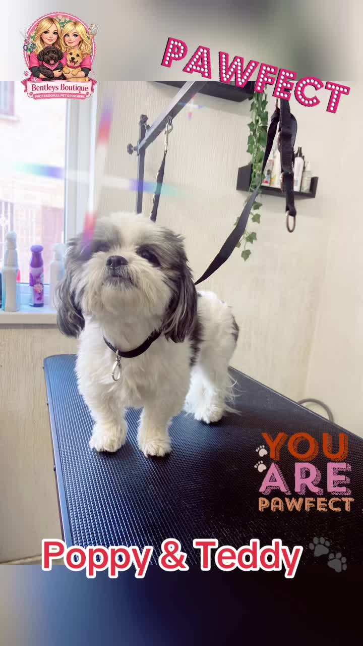 @Bentleys Boutique Pet Groomers
