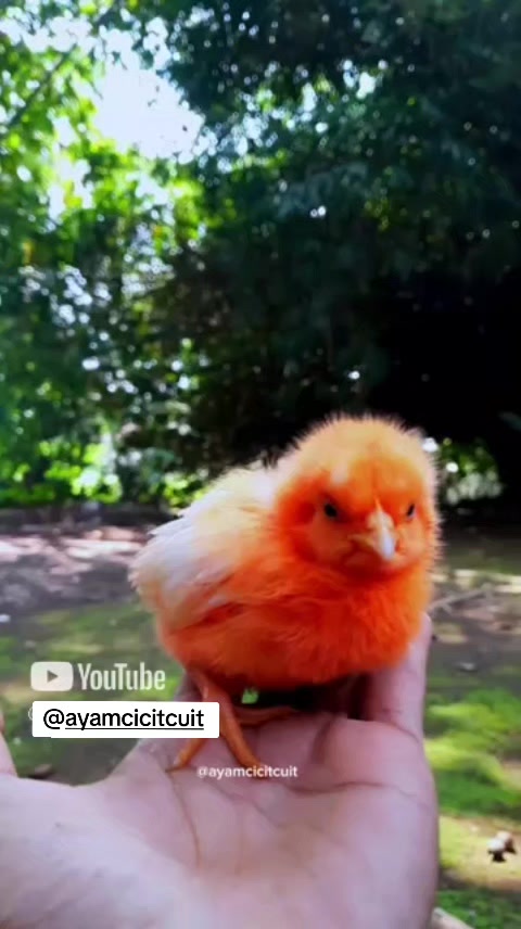 @Ayam Cicit Cuit
