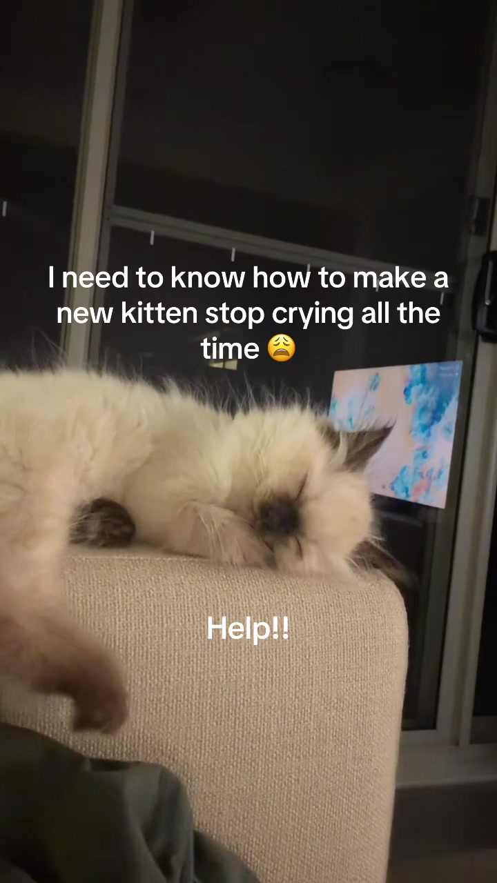 @ragdoll