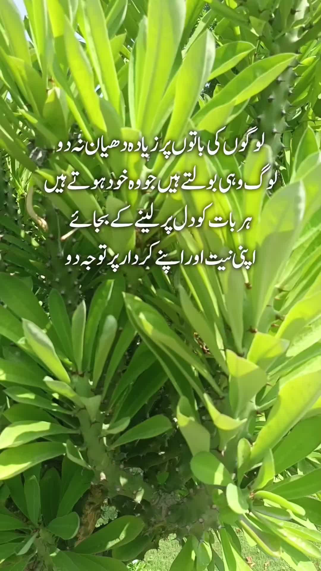 @Kainat Quotes