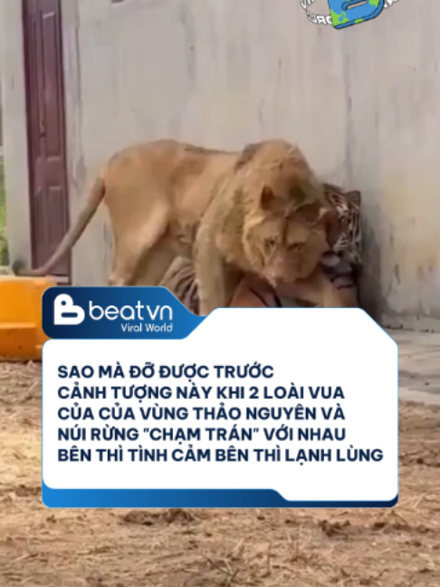 @Beatvn Viral World