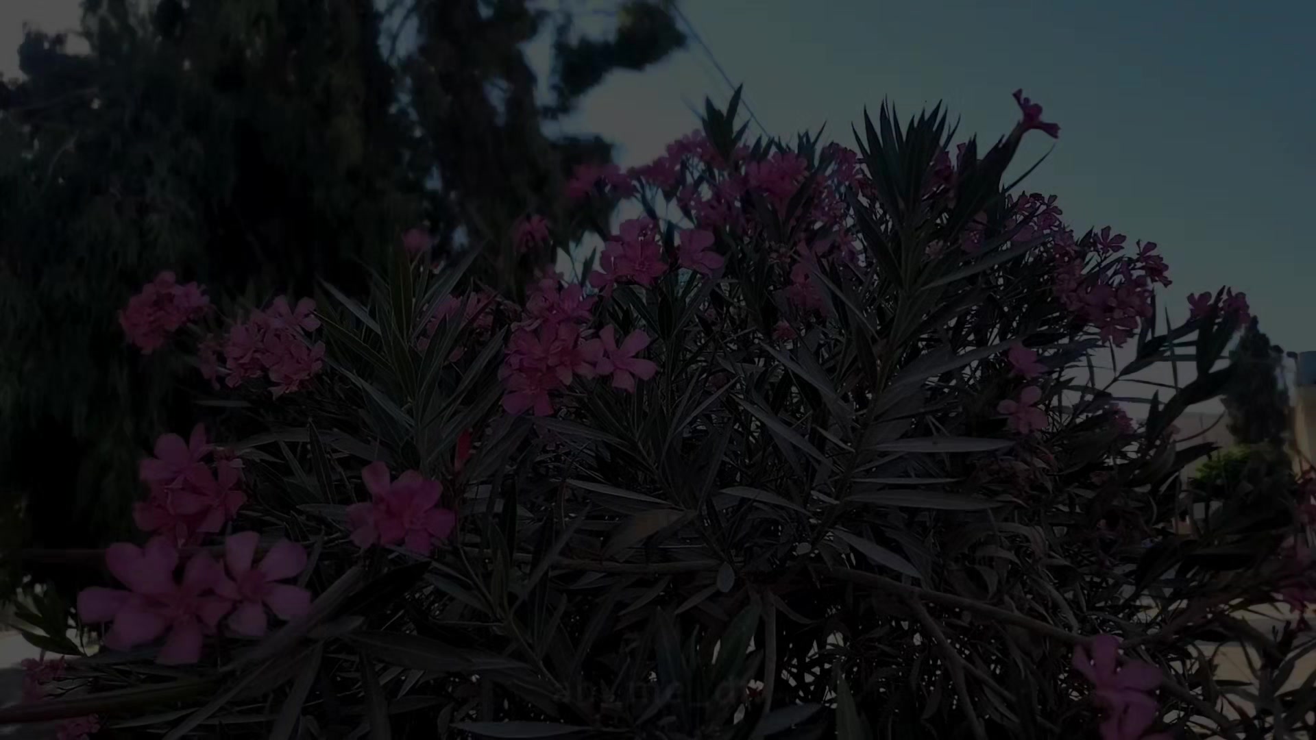 @𝓪𝓱𝓶𝓮𝓭 ¹⁸ 🦇