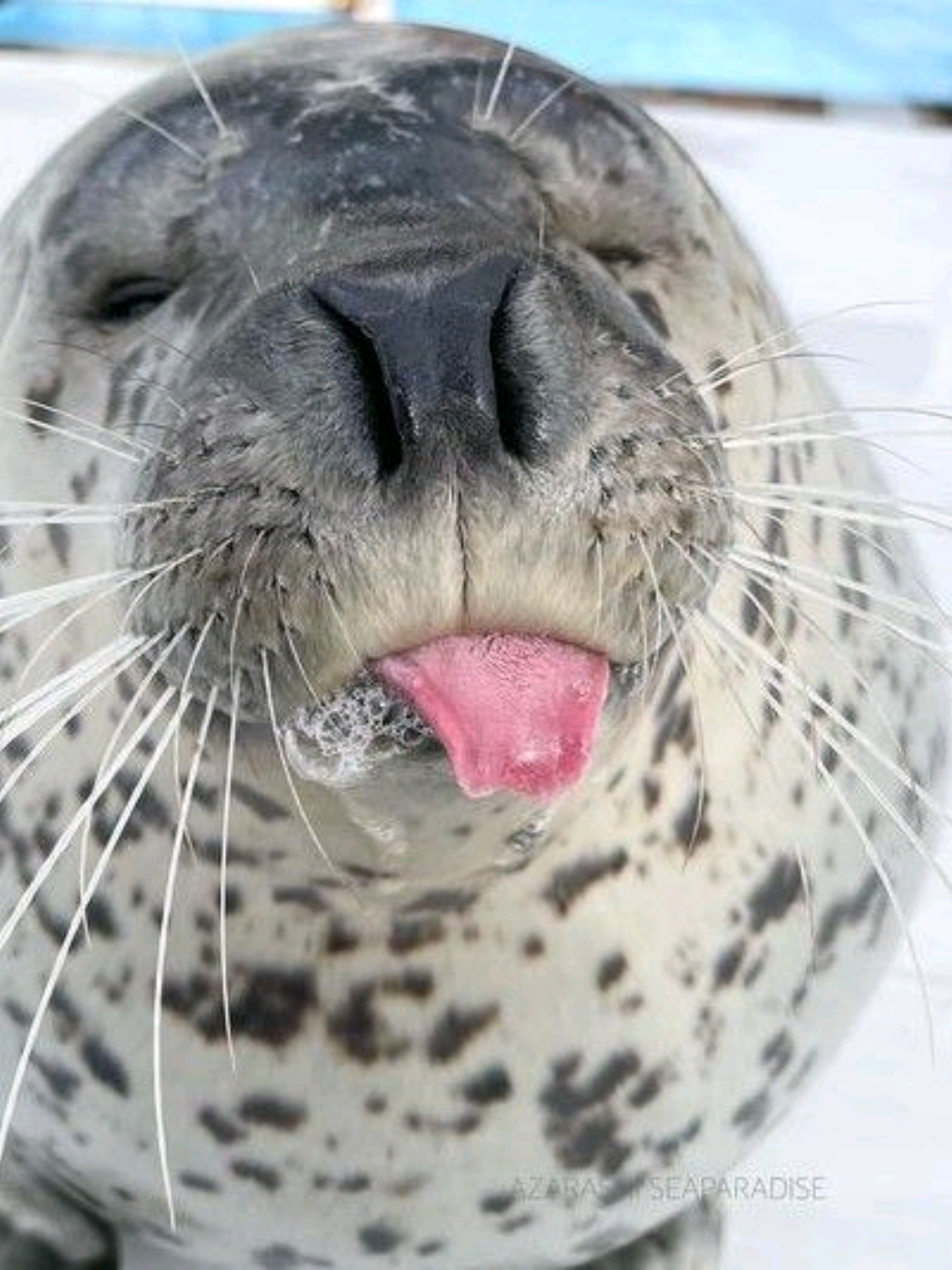 @🩷🎀 seal 🦭🩷