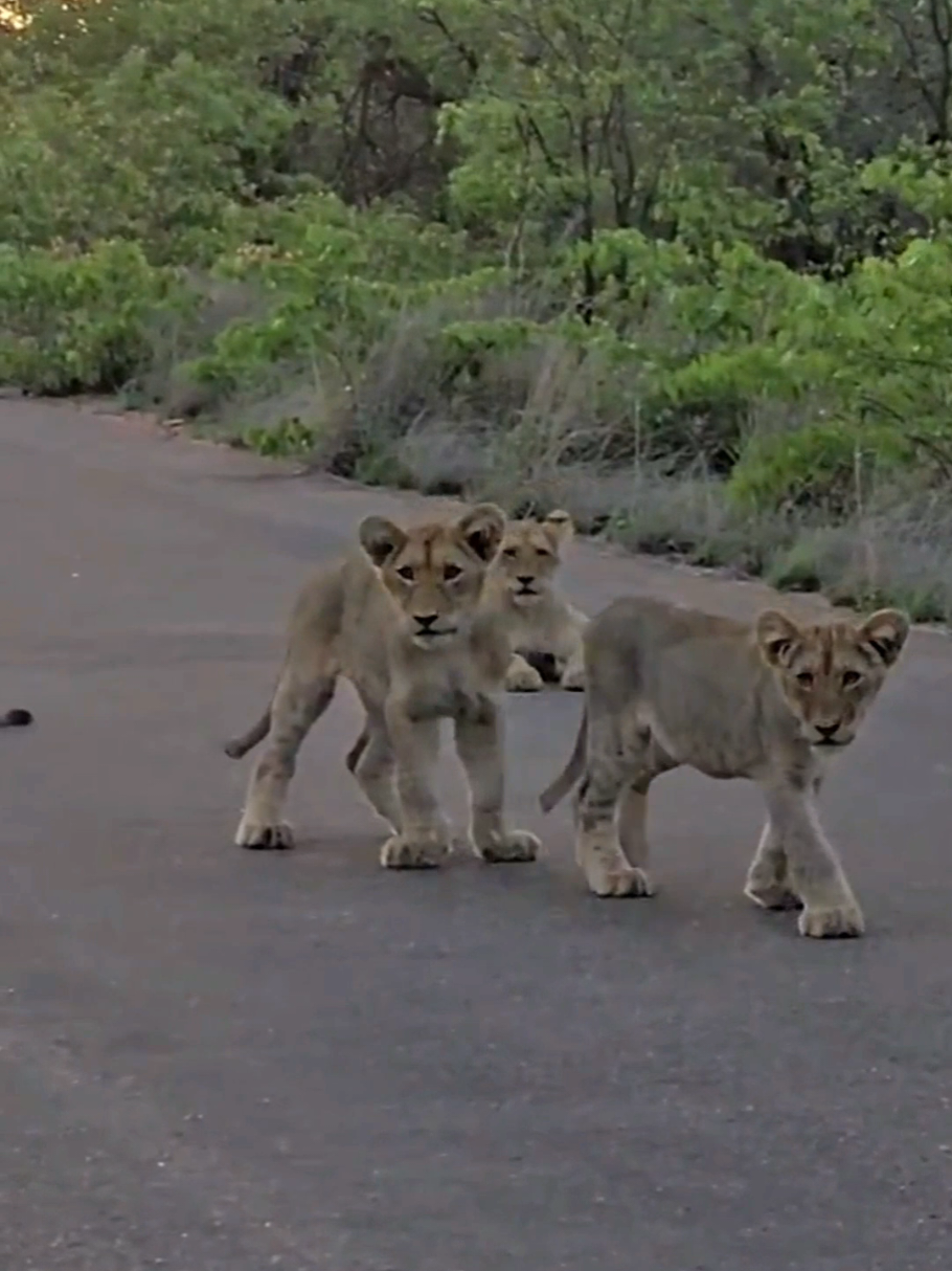 @KPS Safaris and Tours