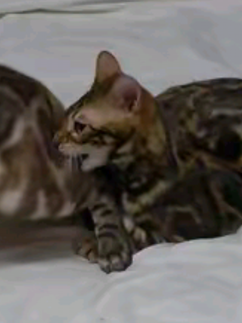 @𝓩𝓪𝓵𝓵𝔂 𝓓𝓲𝓮𝓴𝓶𝓪𝓷𝓷
