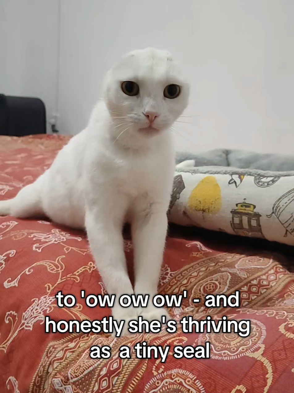@Fluffy - the persian cat