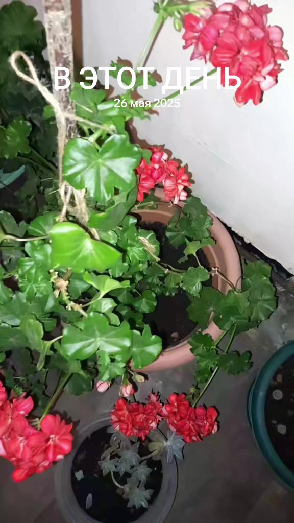 @Айкуш Аведисовна Маркосян