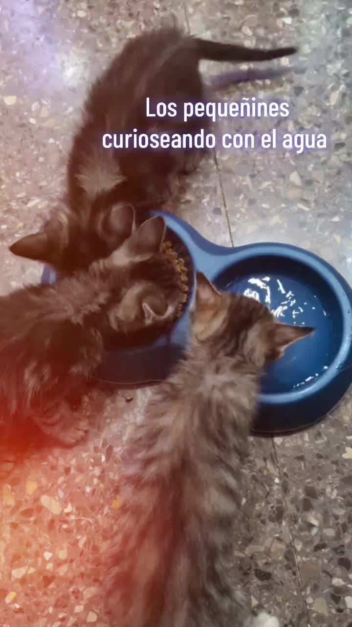 @enGatadas