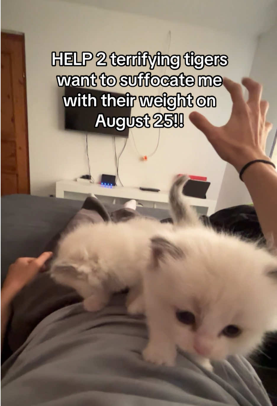 @Cute Ragdolls