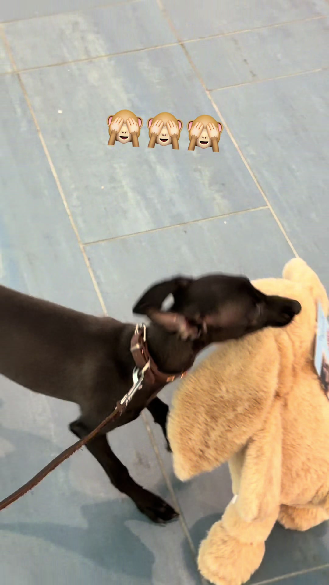 @Egle & The Dobermanns
