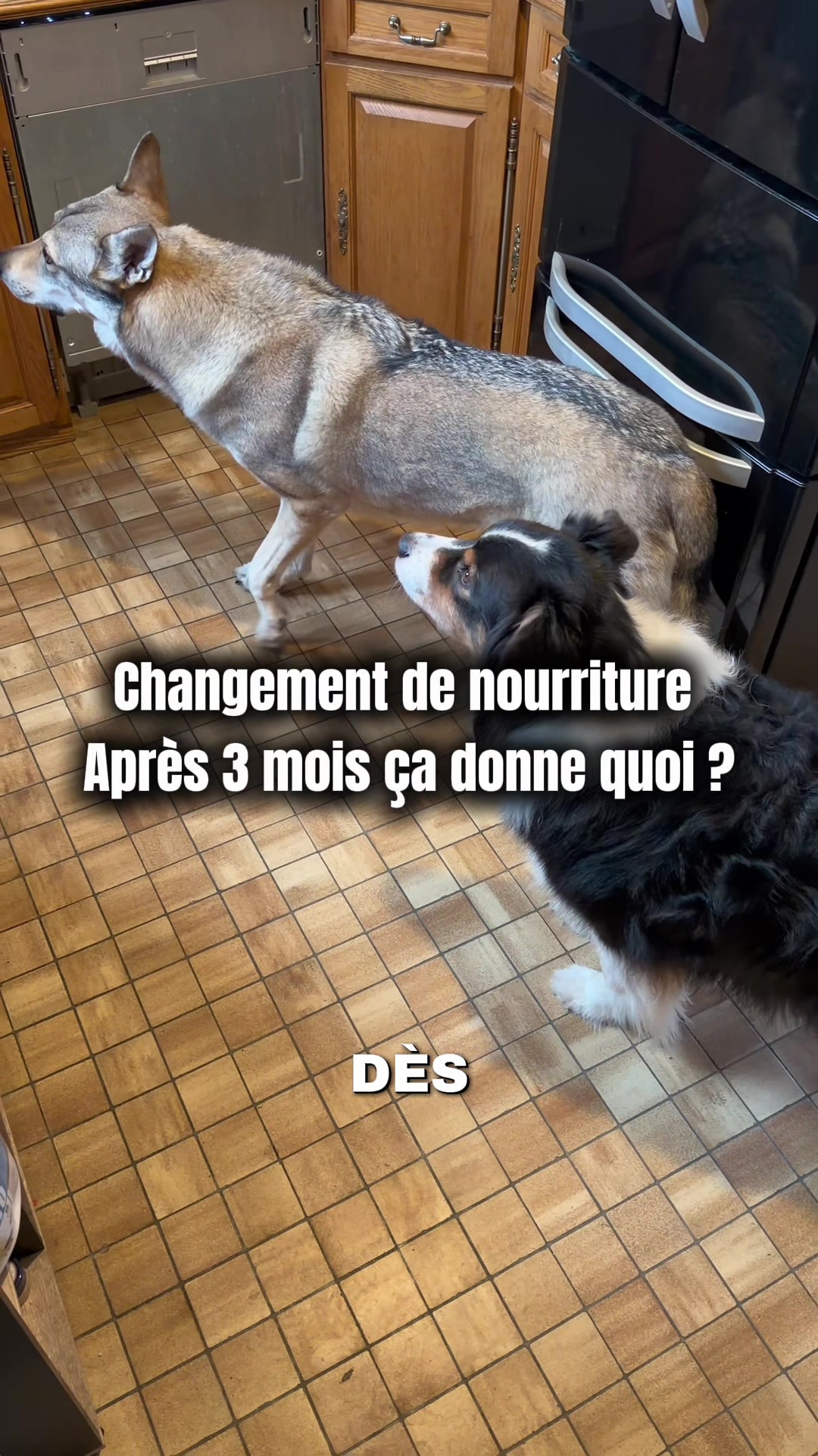 @La meute d’Otone 🐺
