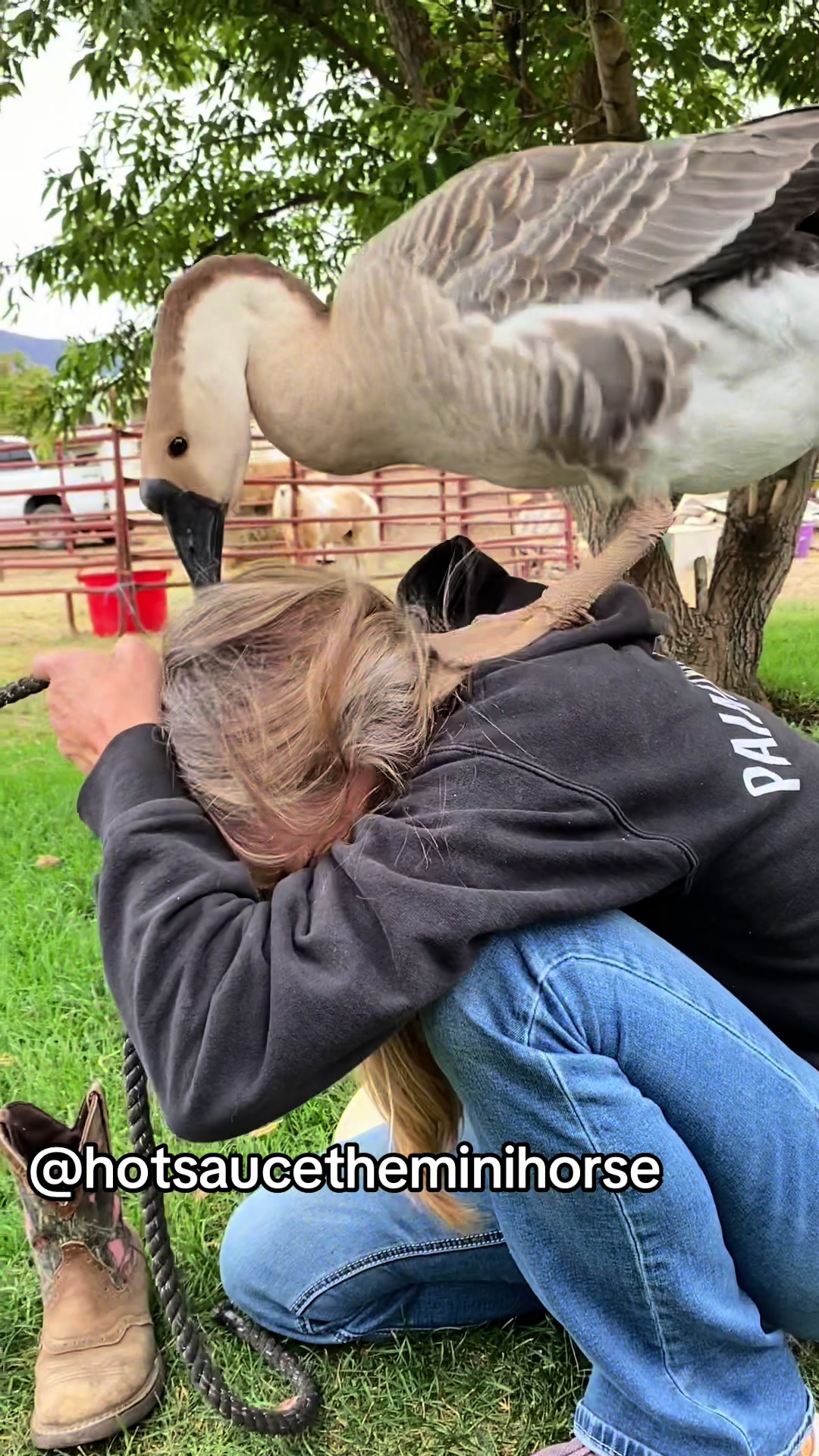 @Hot Sauce the Mini horse 🐎