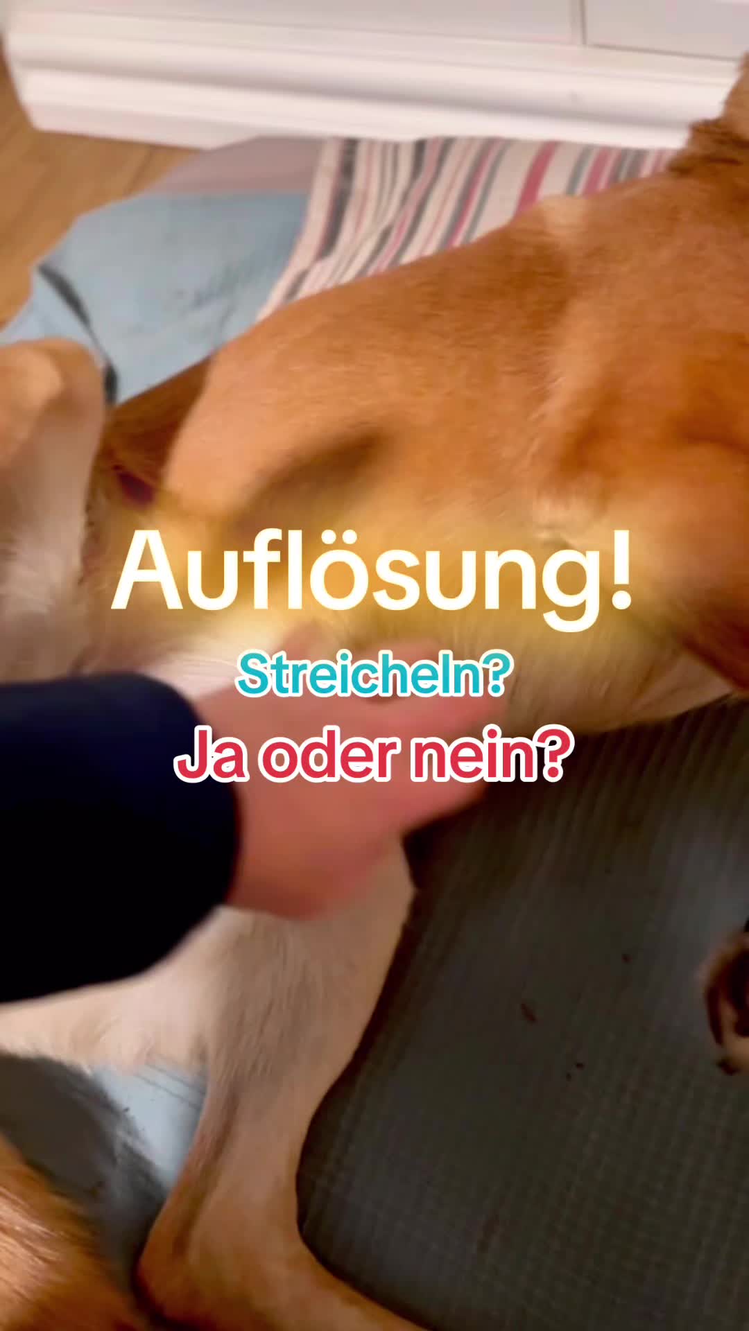 @INSAbenteuerHund