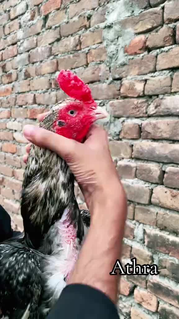@احسن اعوان پنڈی وال اصیل