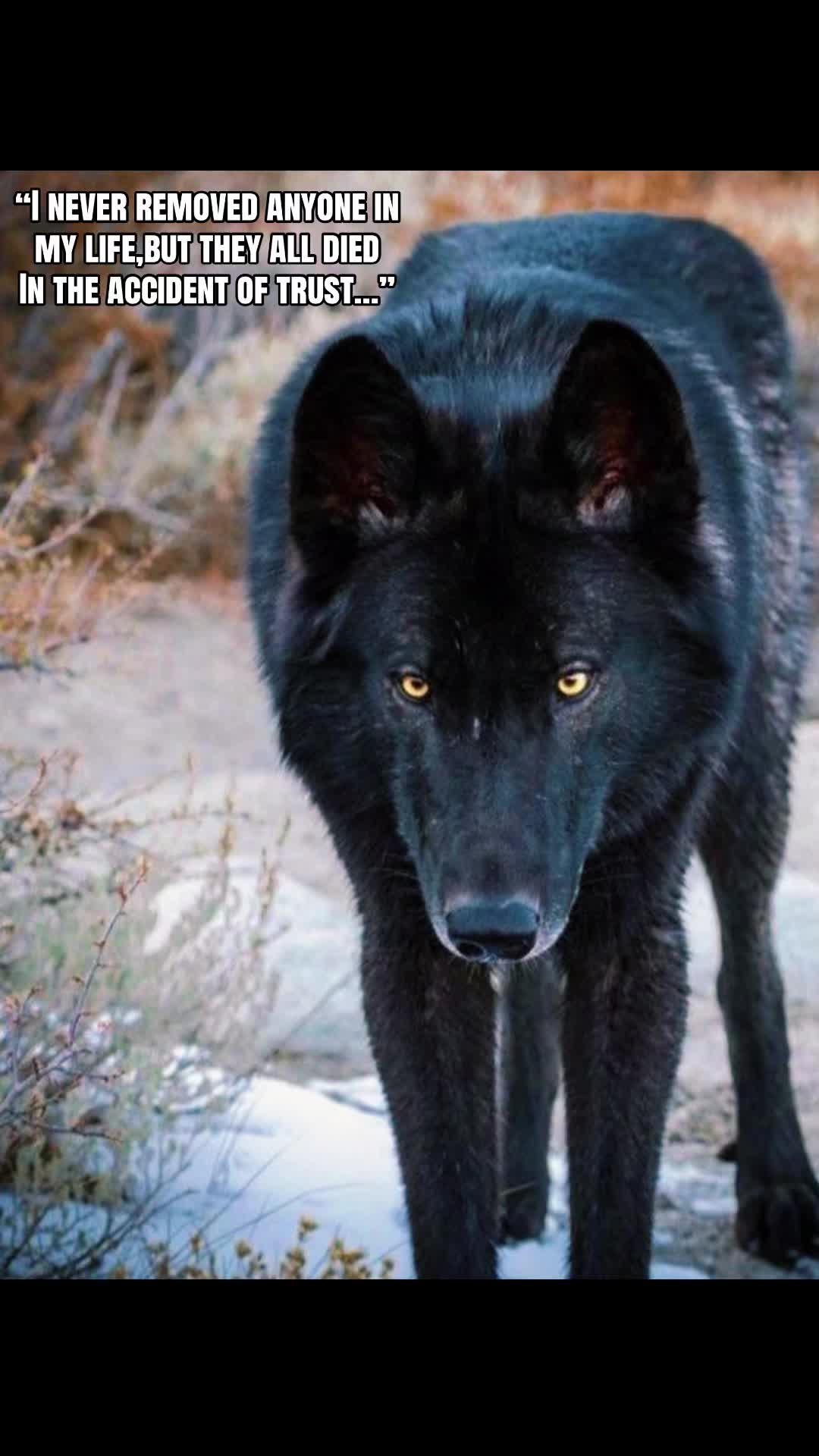 @🪬Conscious_LoneWolf🐺