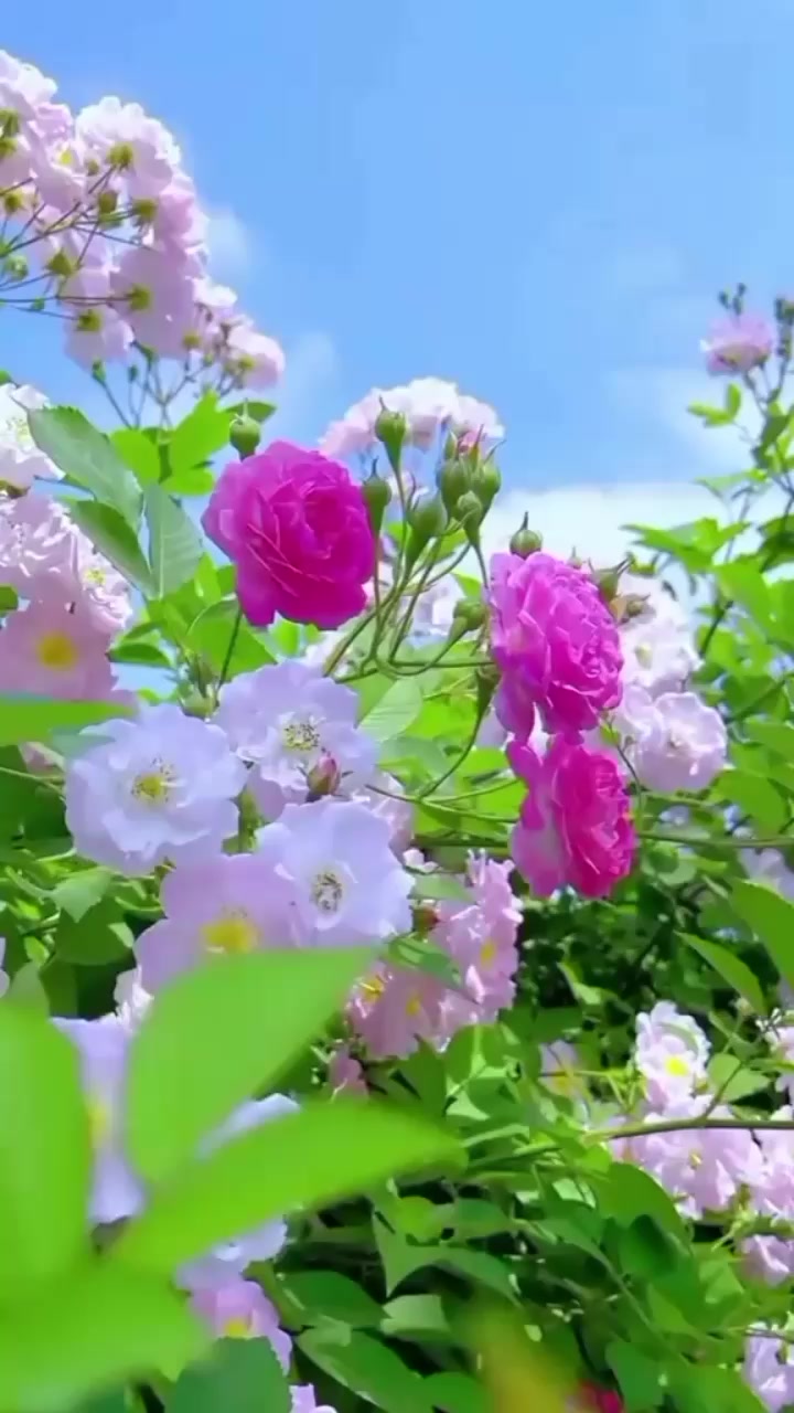 @Dolnoboyshik 000 Темур