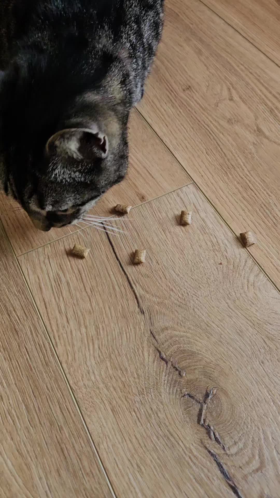 @CatmanScoop