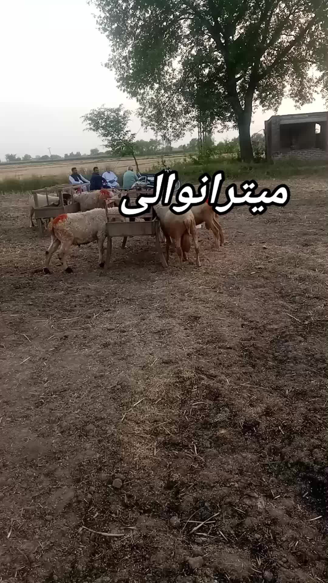 @Khan 1448