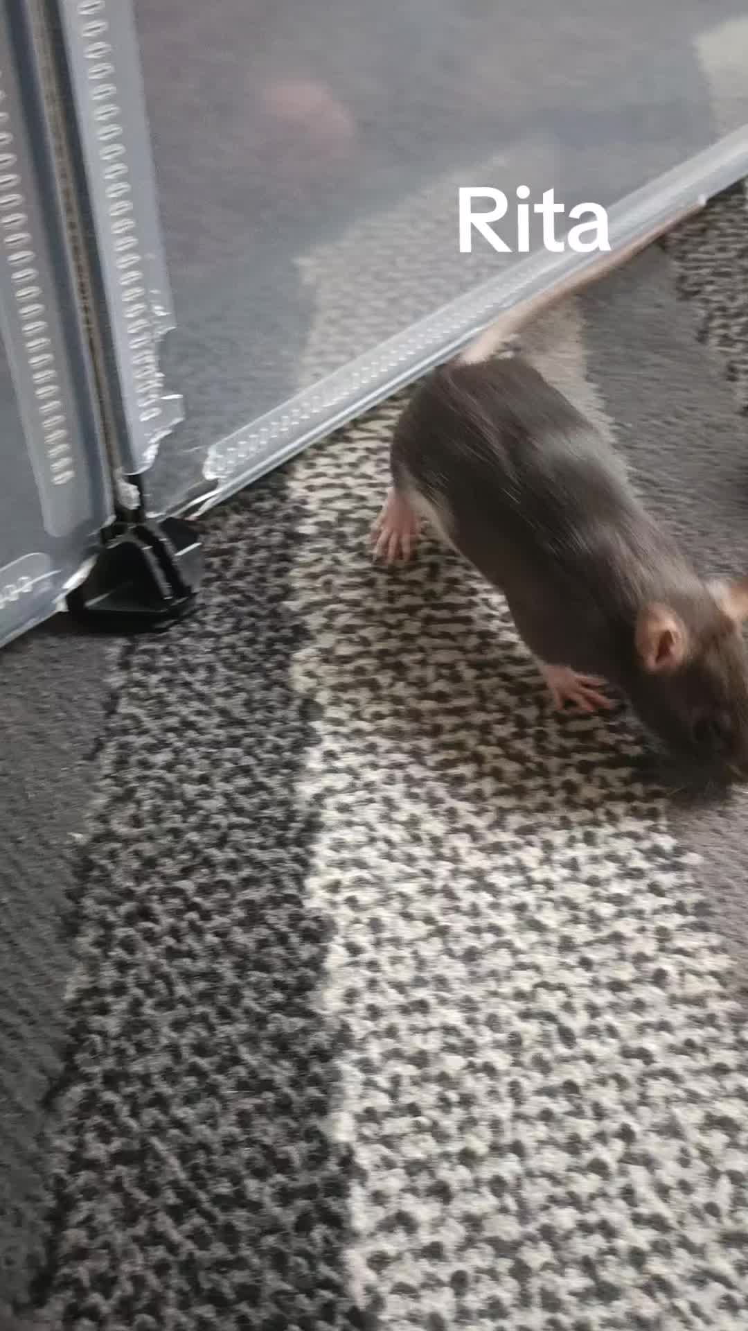 @thecuriousrats