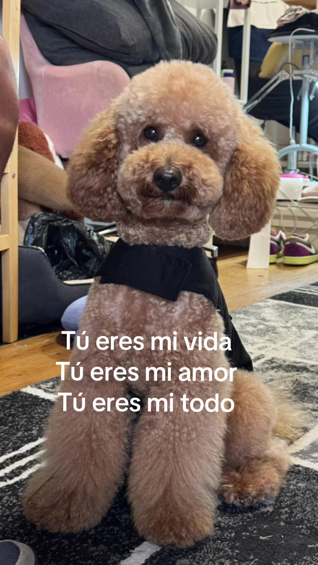 @dayhana torres