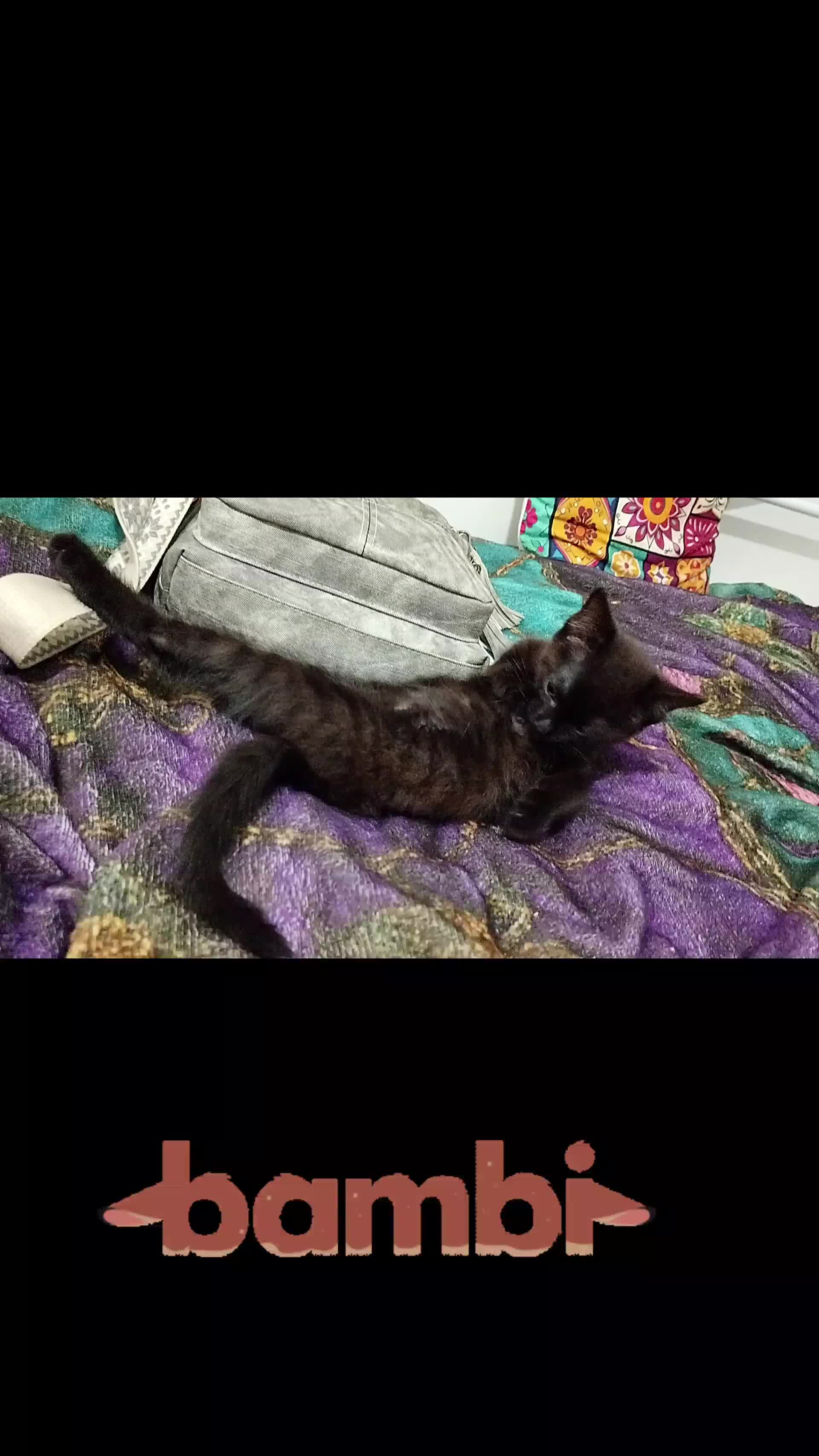@MicroCat🐈⬛Kaya🐈⬛🩷💎