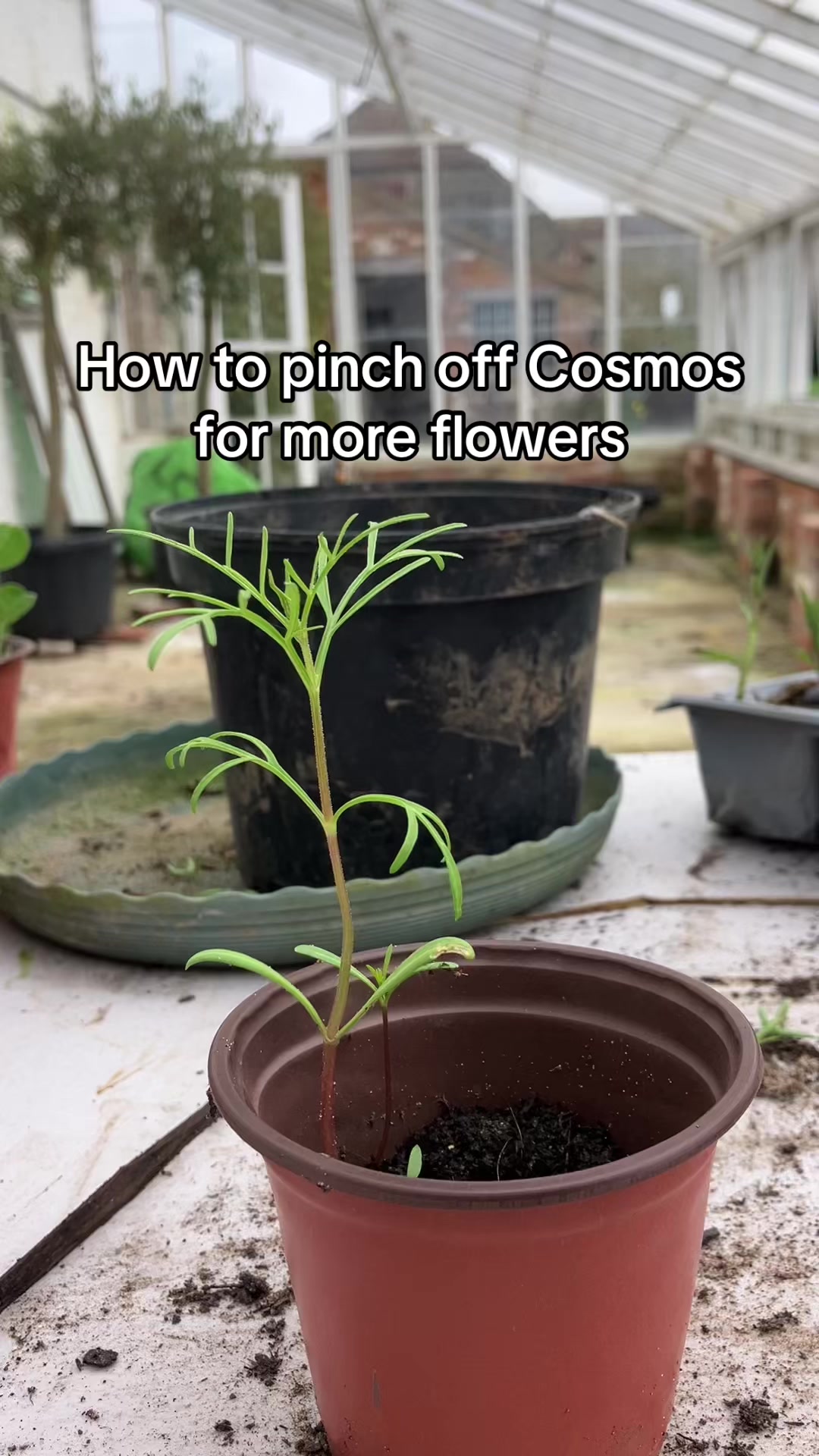 @All The Small Plants