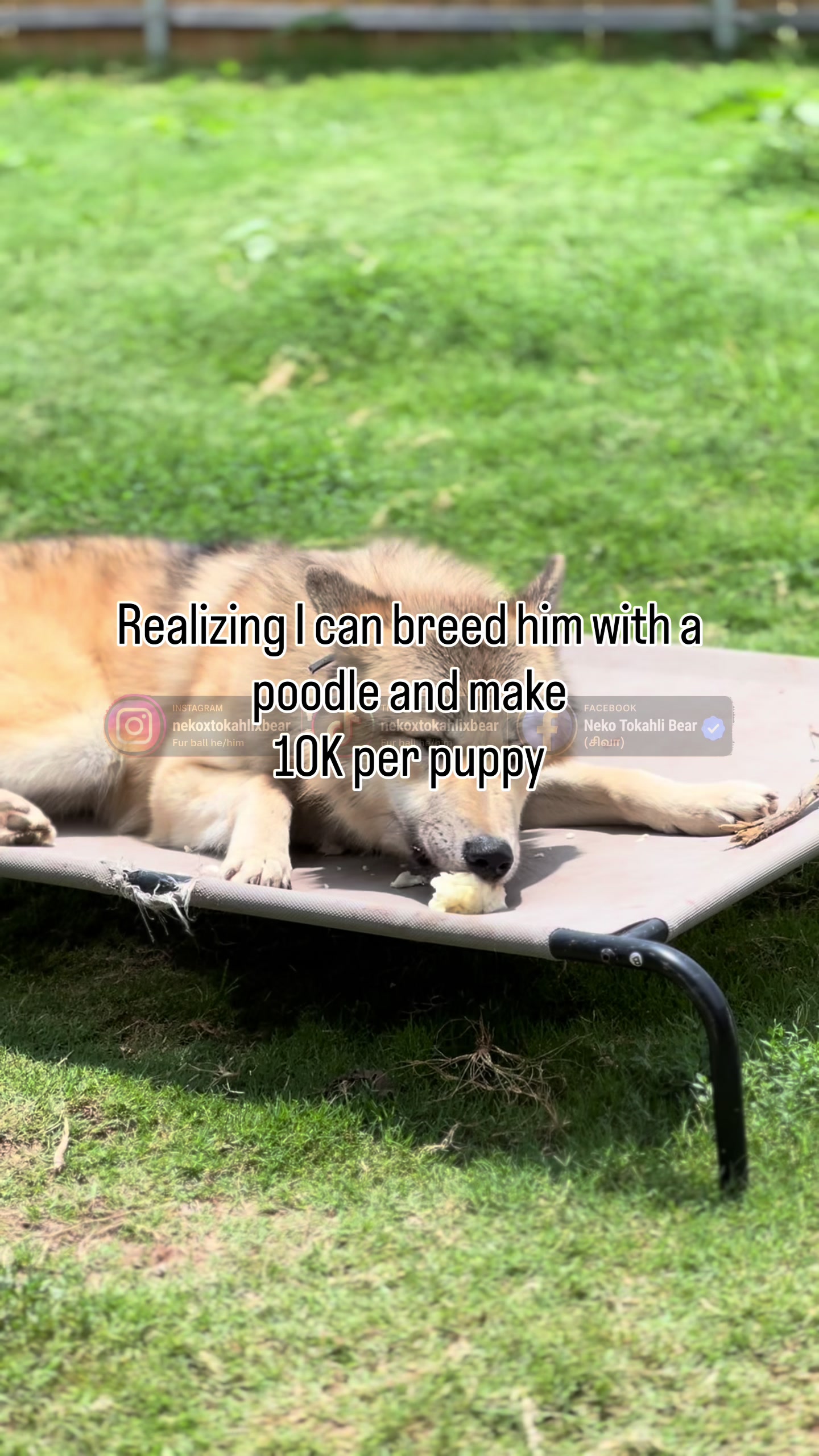 @Neko, Tokahli and Bear