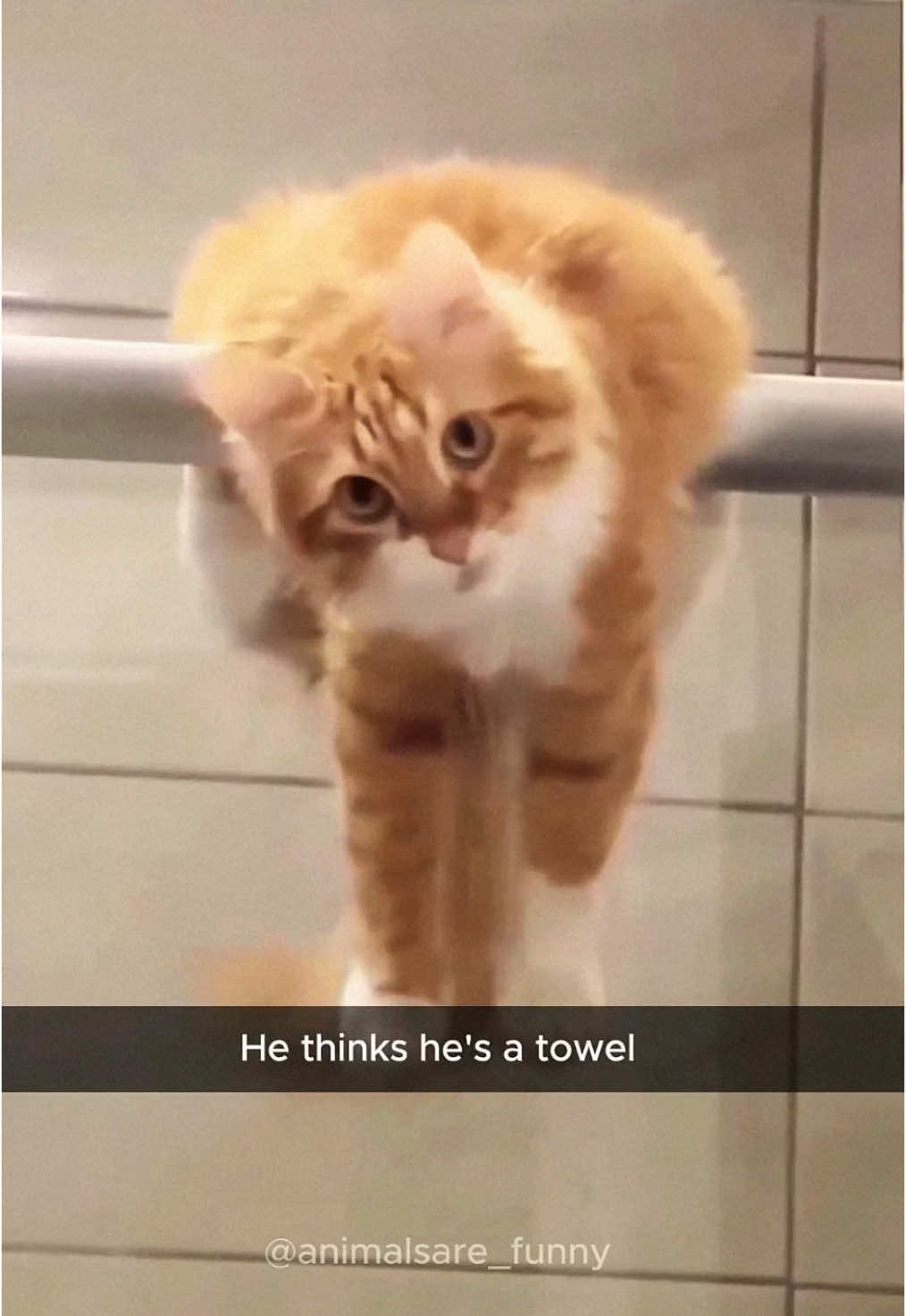 @Funny animals 😹🐶🇺🇸