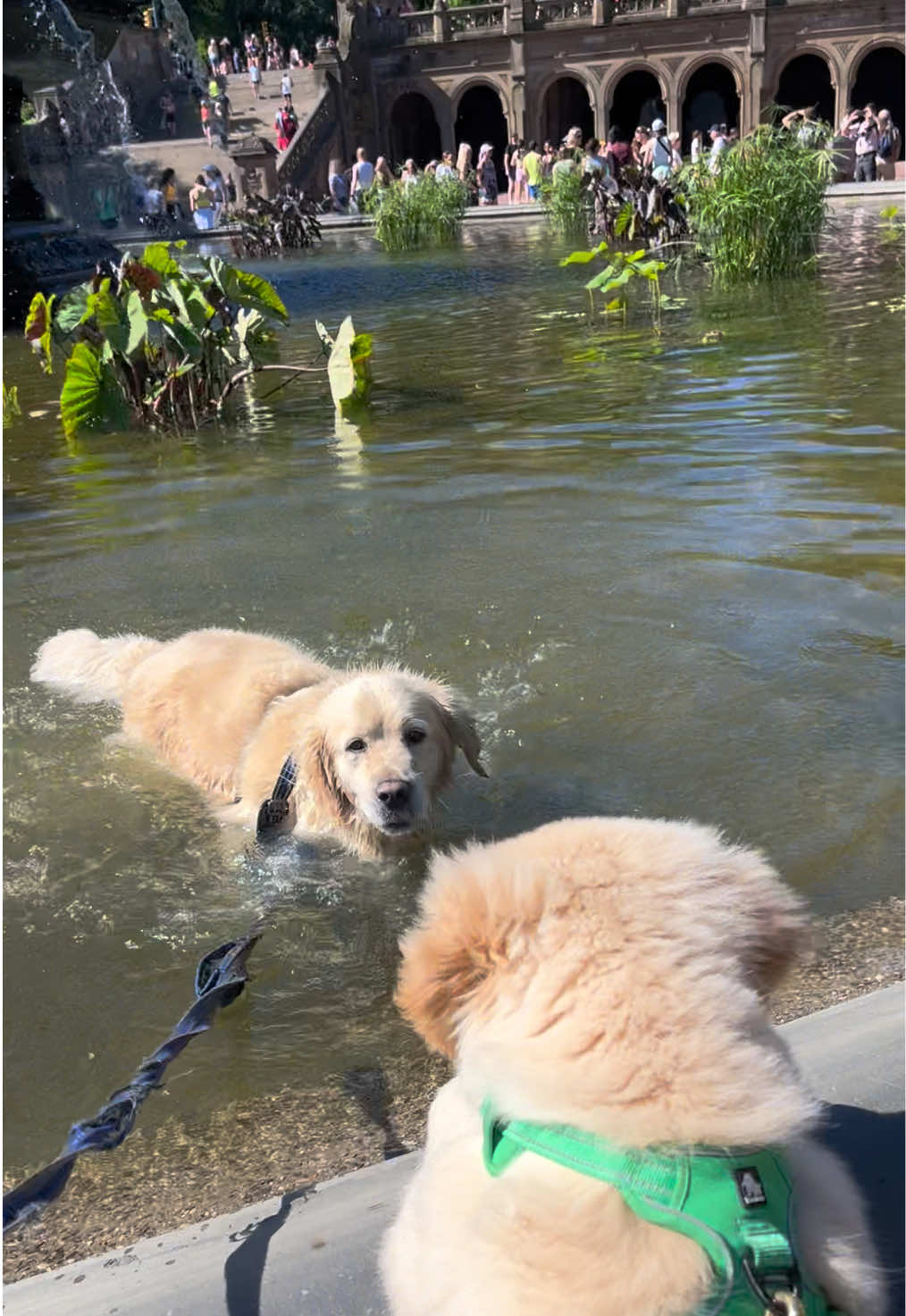 @Frank & George the NYC goldens