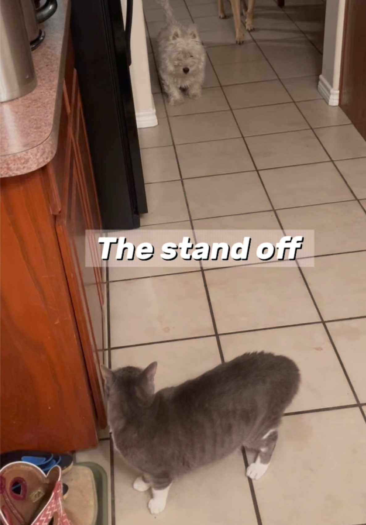 @Harley & Stormy