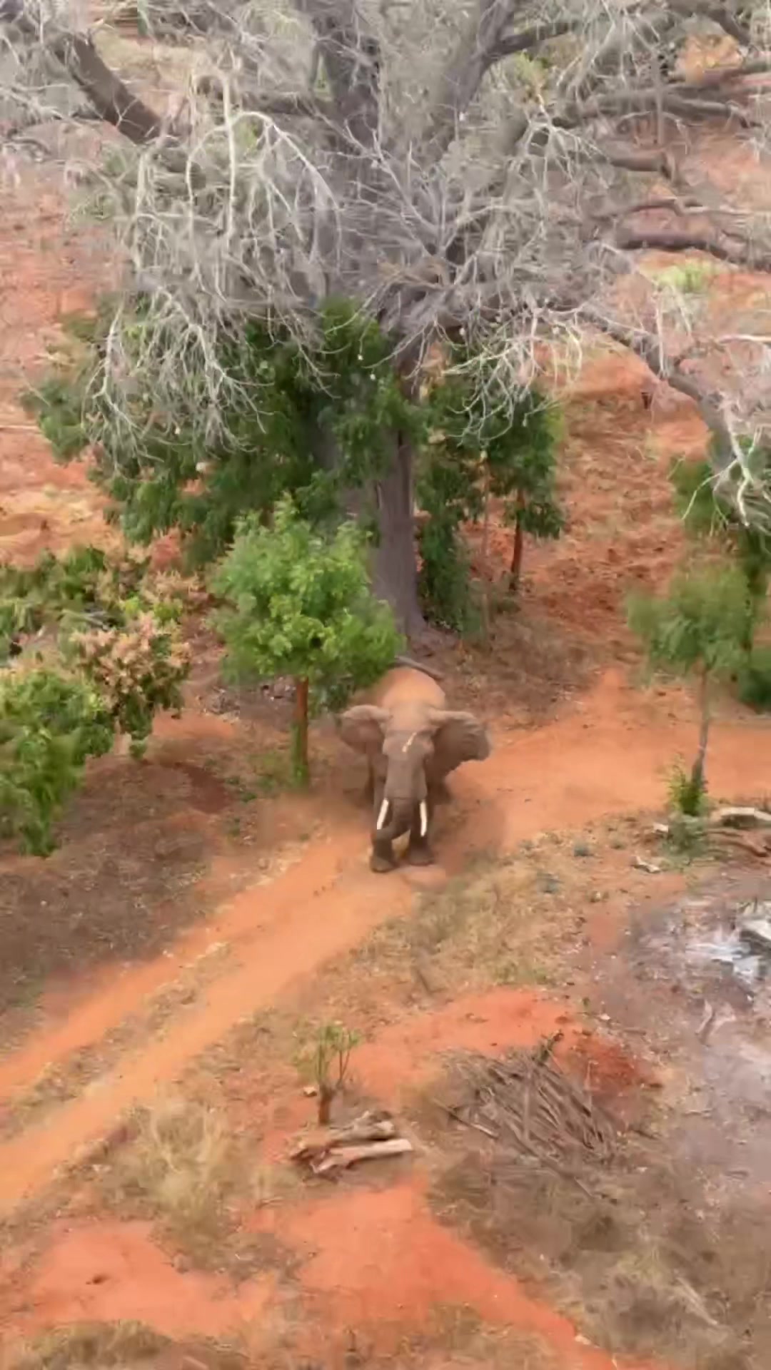 @SheldrickTrust