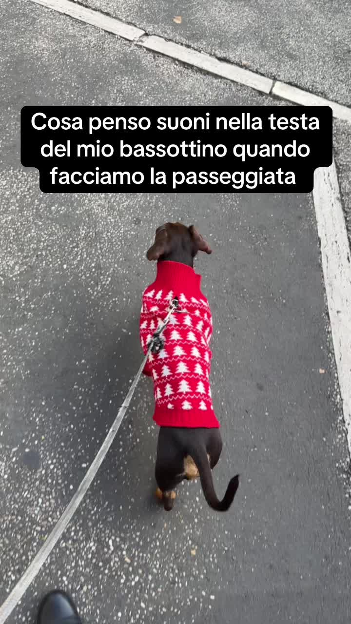 @🐾Mirtillo il bassotto🐾