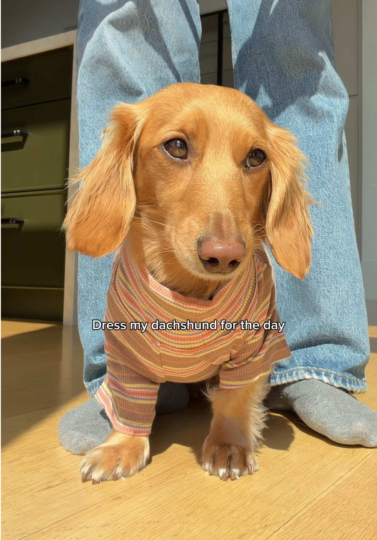 @cashewdachshund