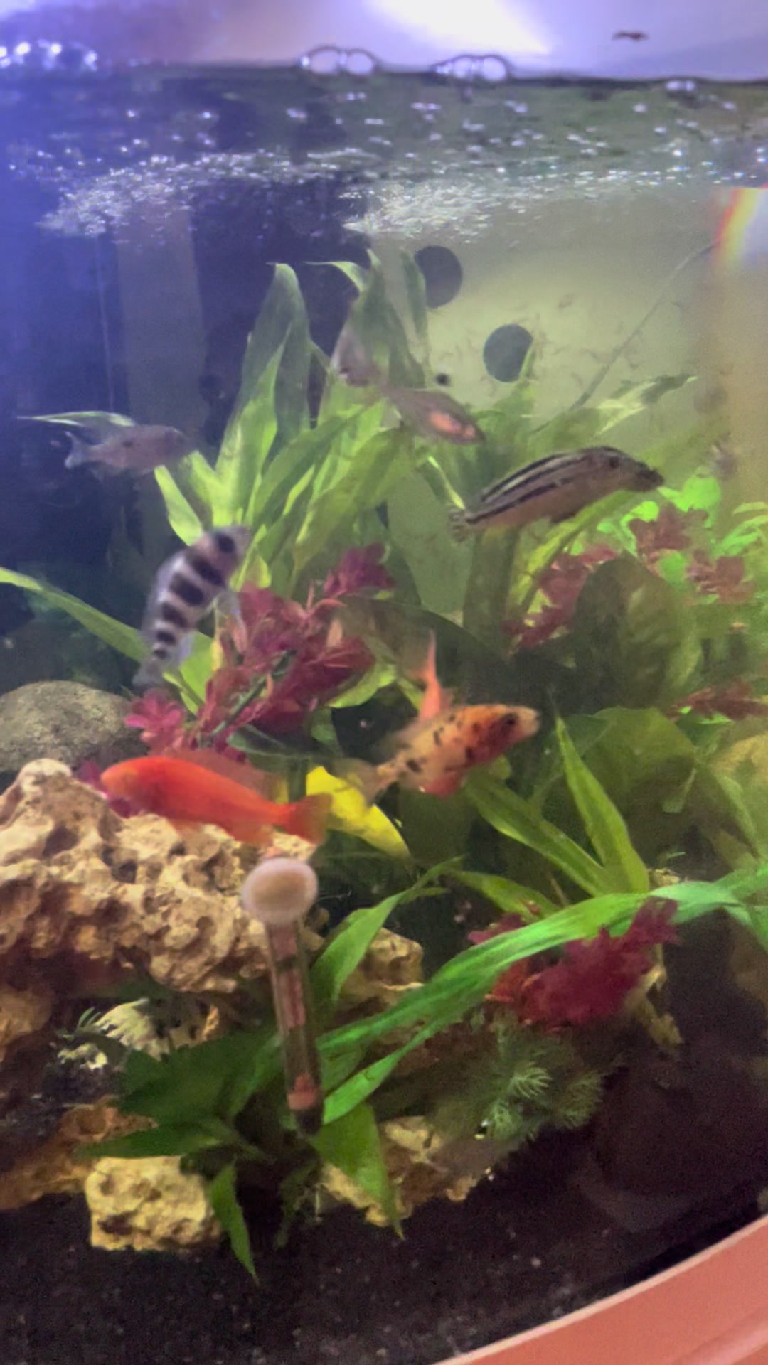 @CRBaquatics