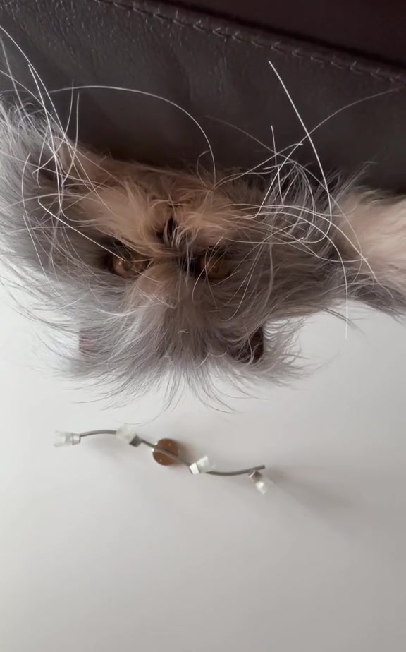 @atchoumthecat