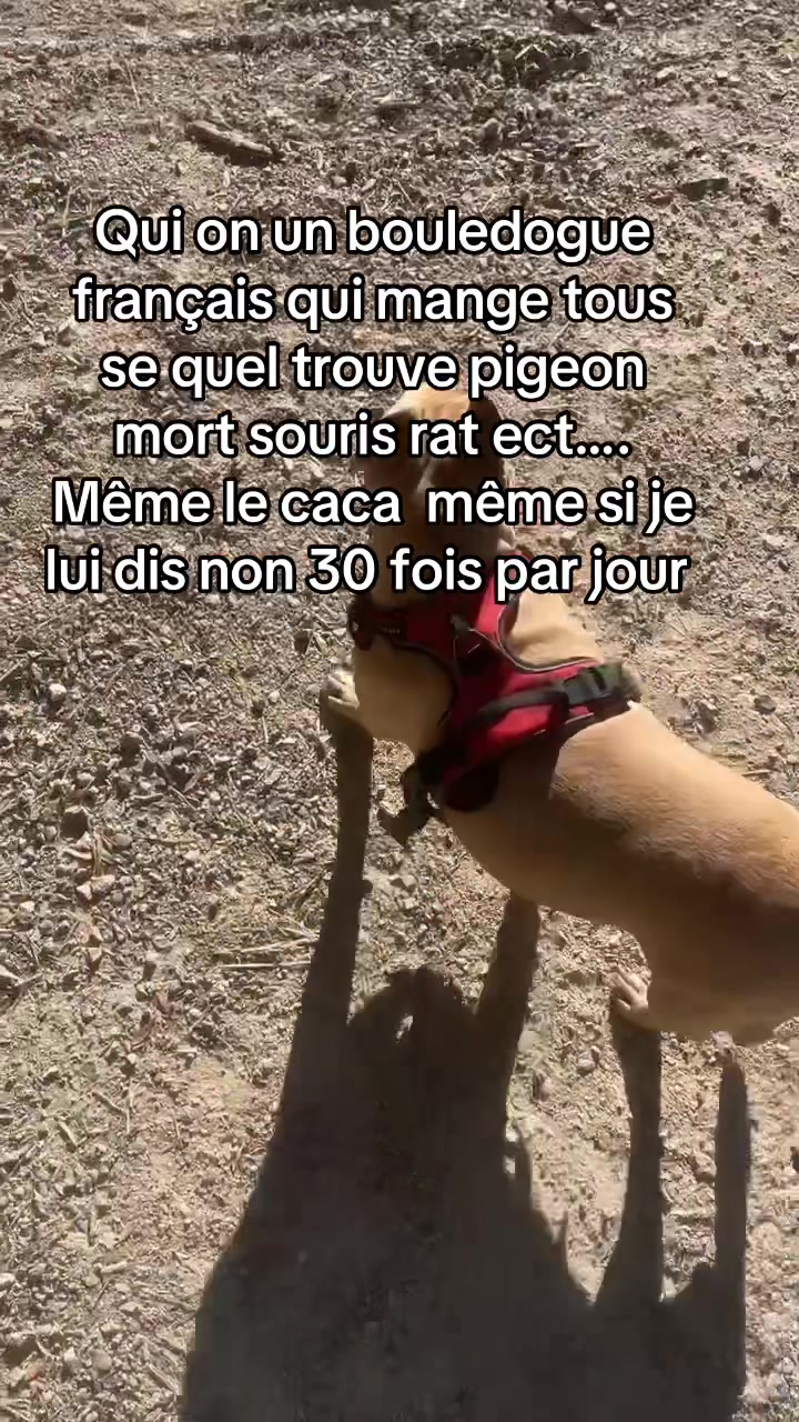 @les aventures de Nina