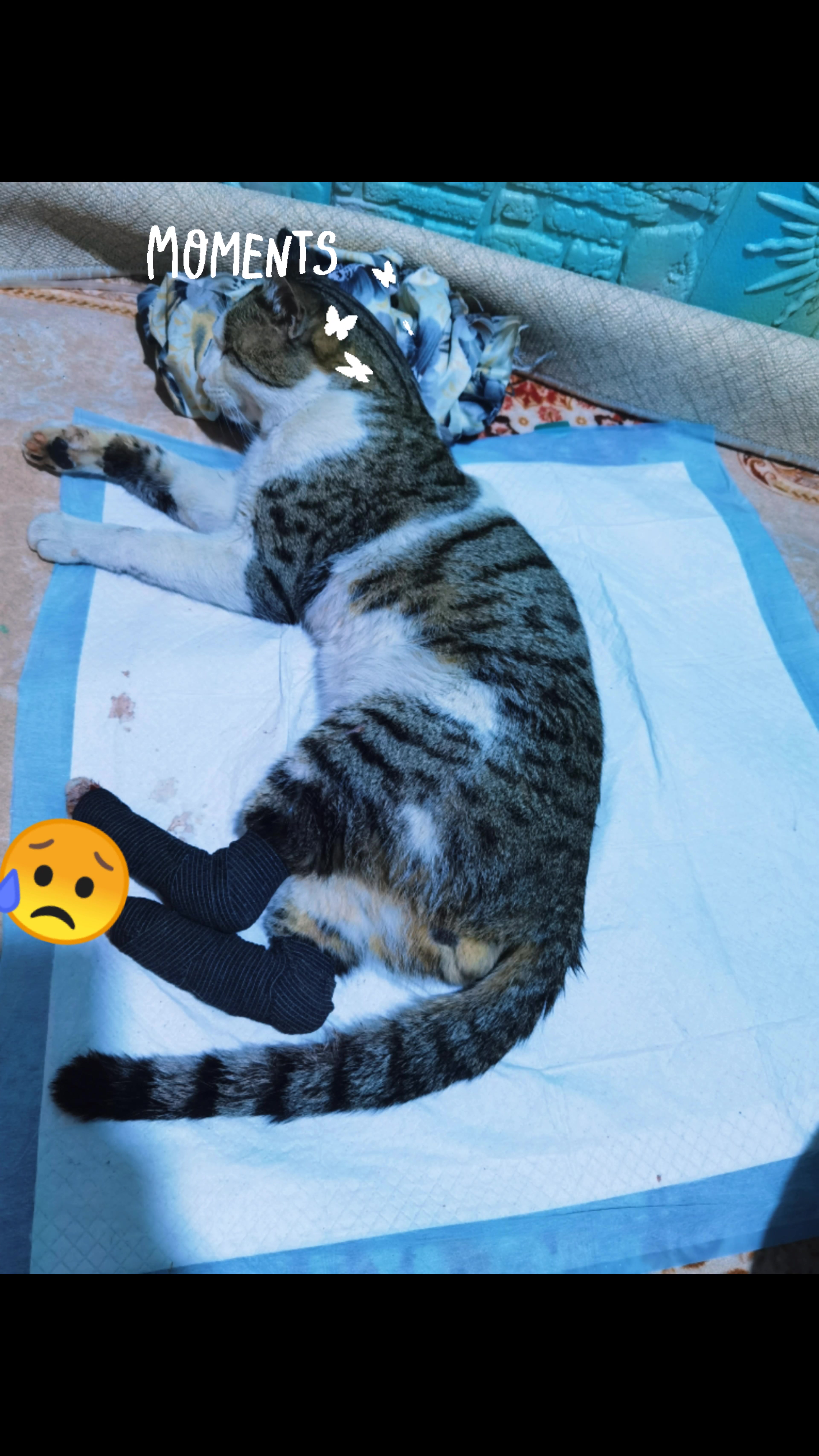 @Catslover
