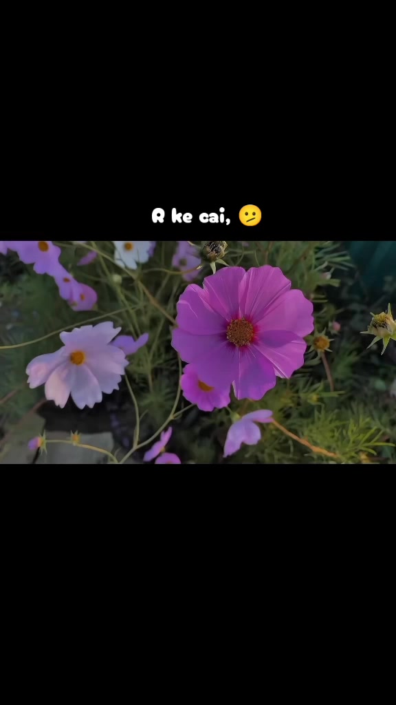 @❤️,ফারজানা ইসলাম, ❤️