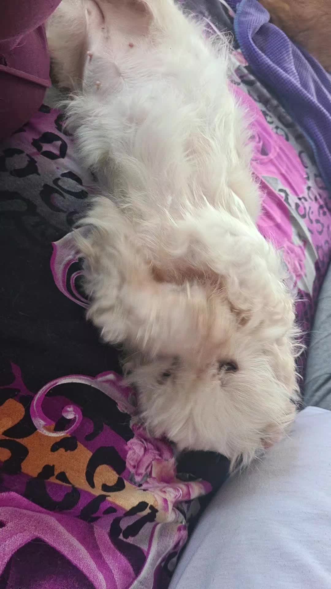 @Salvează o inimă