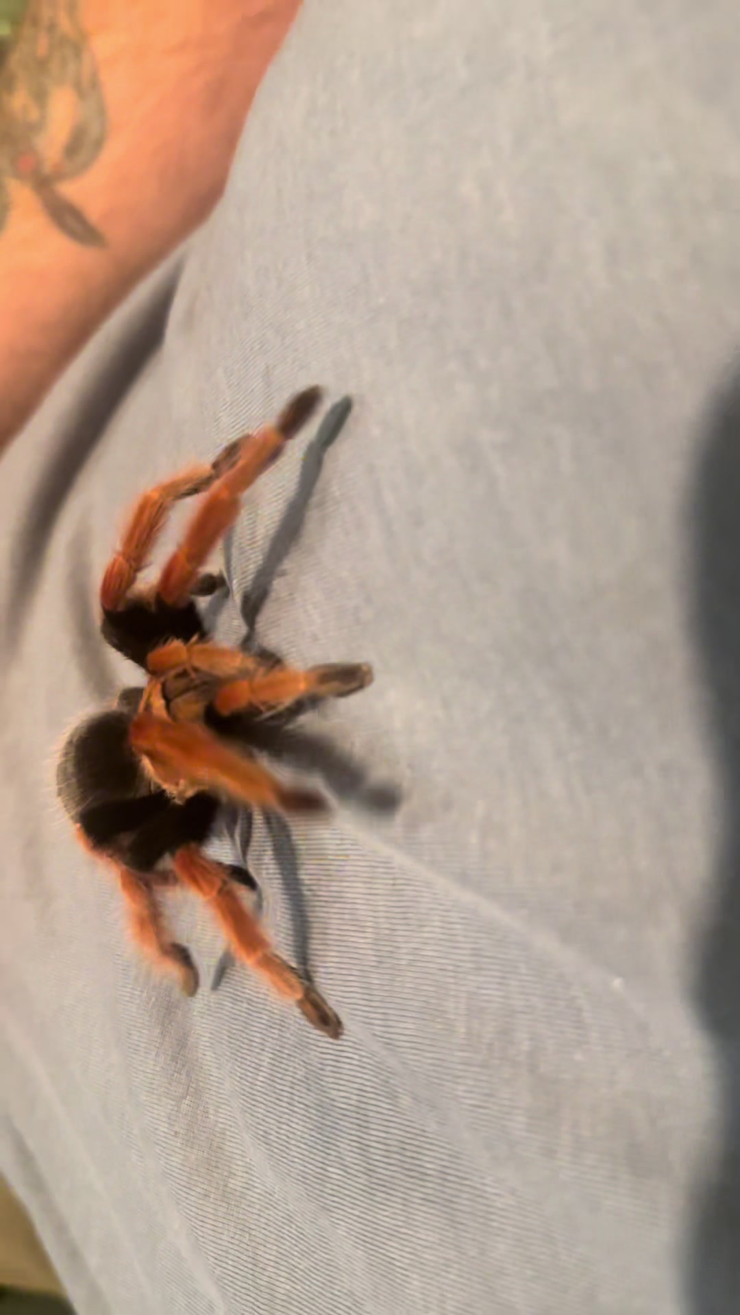 @The Spider Caravan