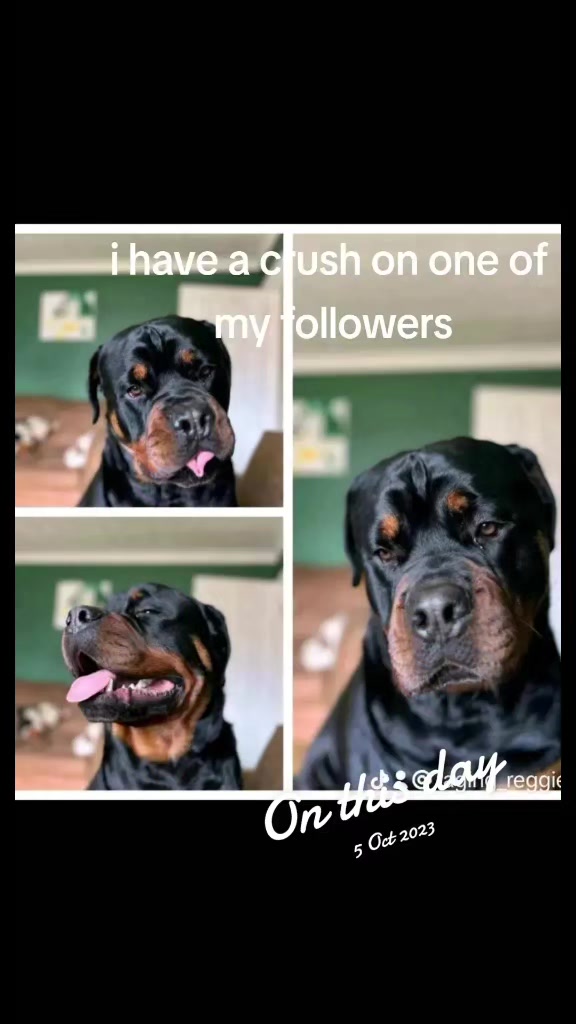 @Reggie the Rott