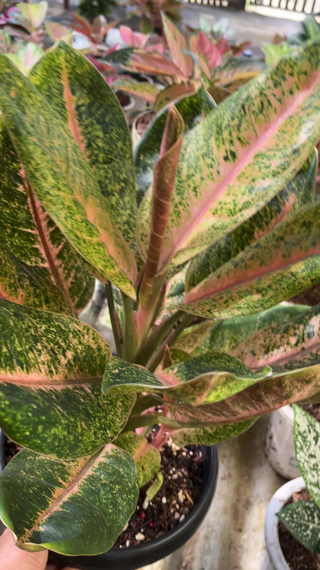 @Amila Flowers